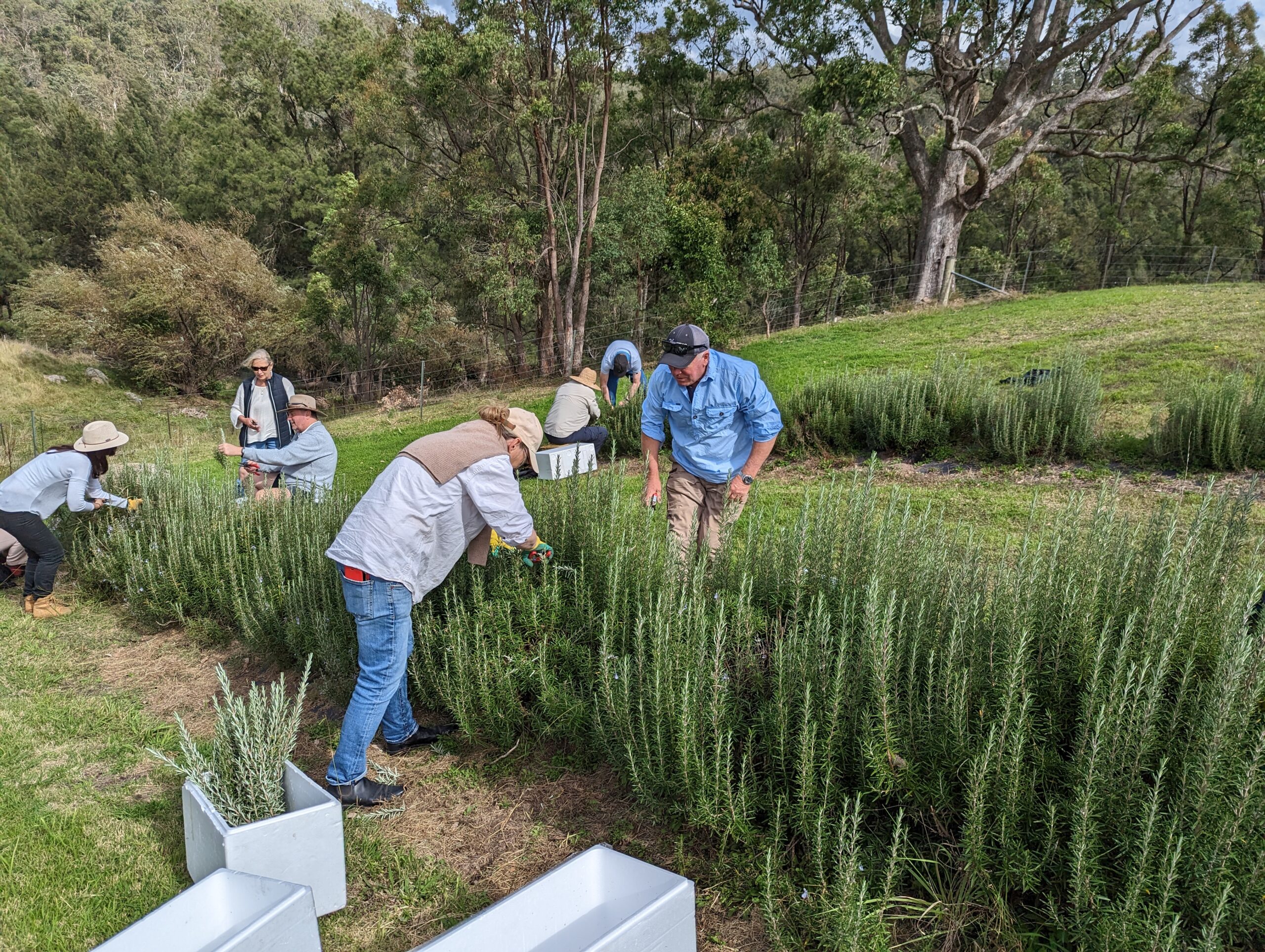 The Rosemary Journey